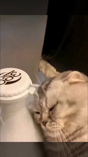 Забавные котики 🐈🐈🐈