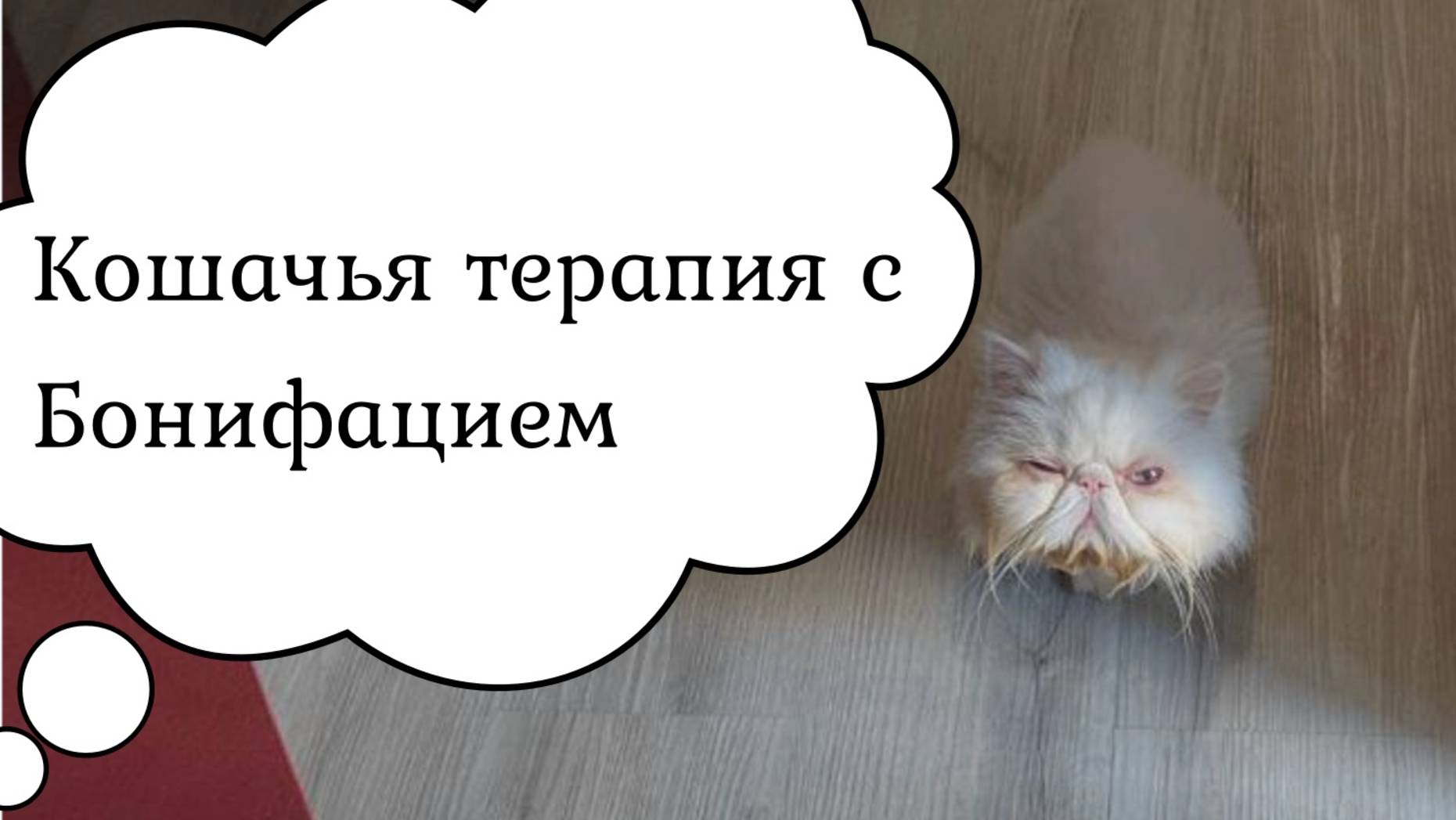 Расслабьтесь под мурлыканье Бонифация