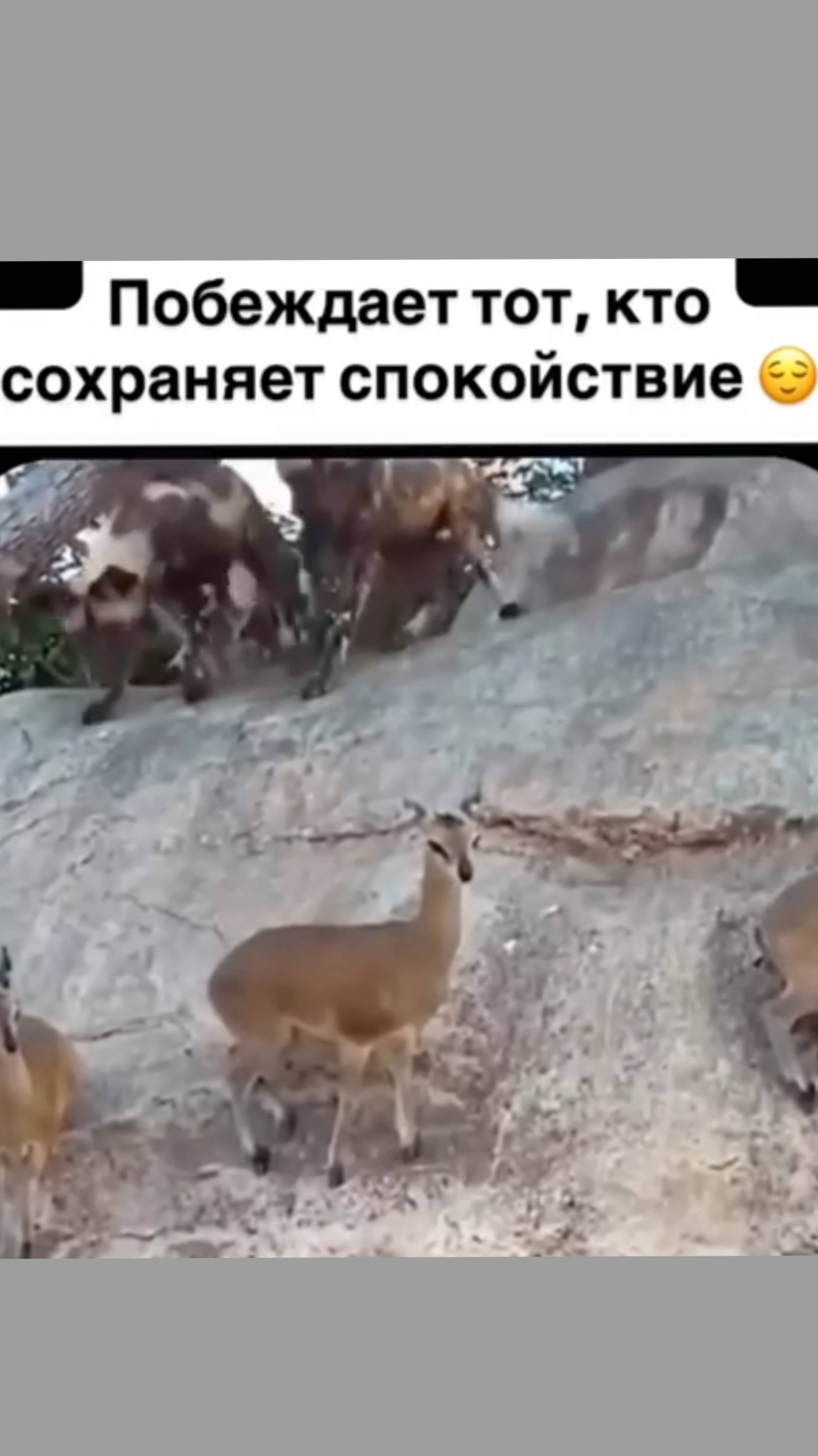 Побеждает в жизни тот, кто имеет спокойствие 🥰