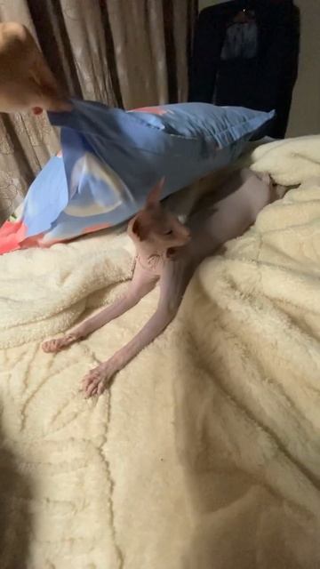 Найди кота