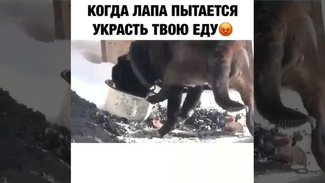 Прикол