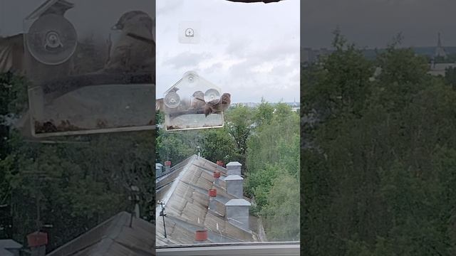 Пернатые гости. воробьи и дятел. июнь 2025 года