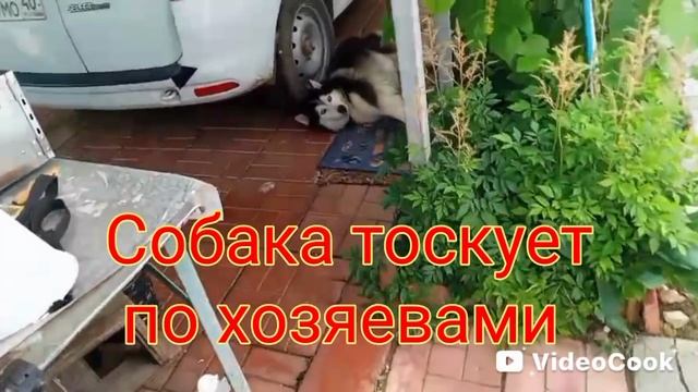 Розы и домашняя электростанция
