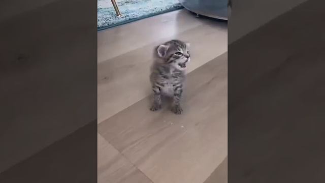 Котята икают