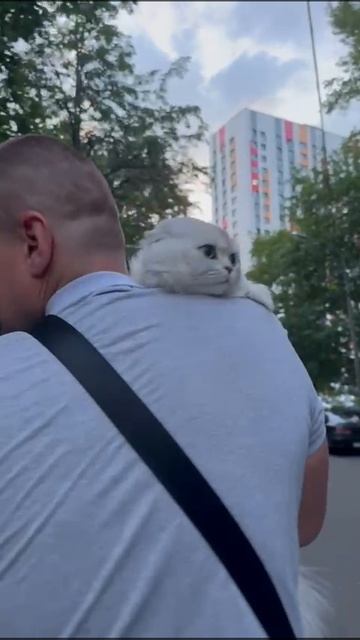 Кот на прогулке