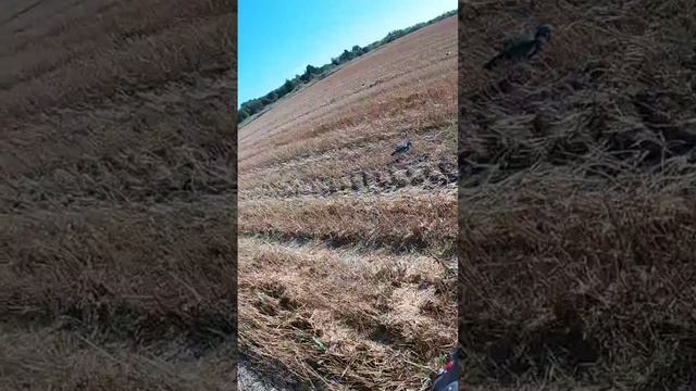 охота на вяхиря в новом сезоне