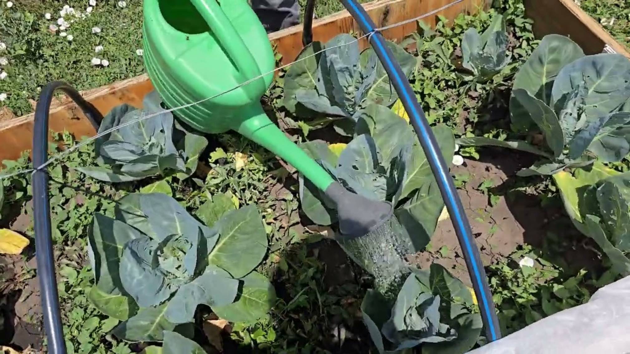 Артисты. Моя капуста...Эксперимент неудался!