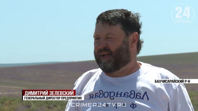 В Крыму начали сбор лаванды
