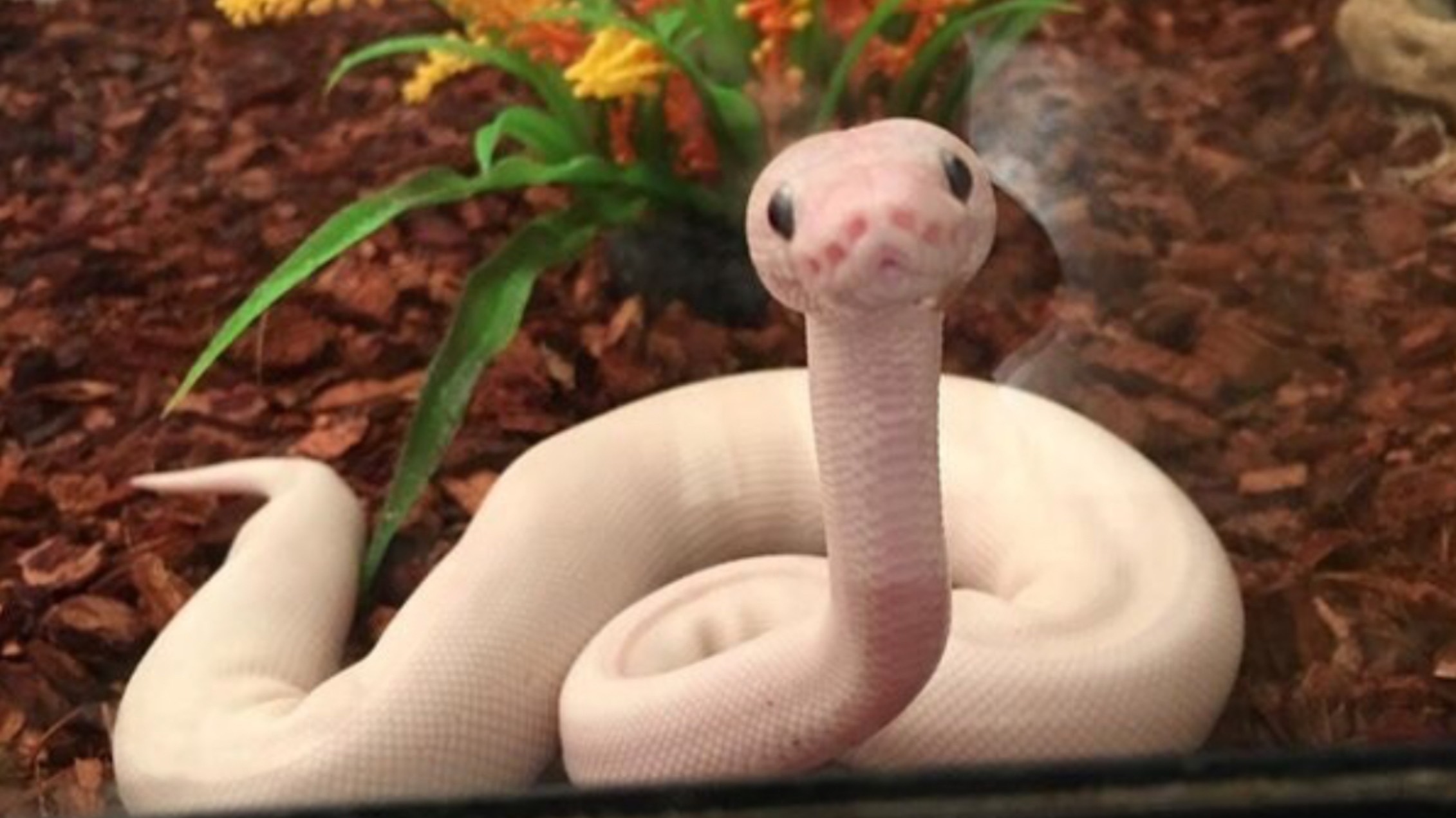 Гладим королевского питона (Python regius) на выставке « Рептилиум» 2025.