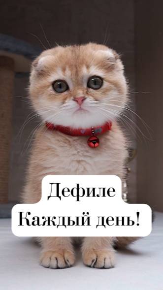 Для тех, кто гуляет где угодно — и всегда возвращается домой 🐾🌳🏠