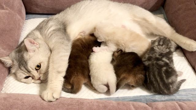 Котятам кошки Кайли 10 дней.