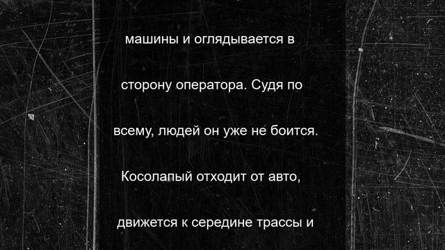 Косолапый инспектор остановил машину и расселся посреди трассы в Надымском районе