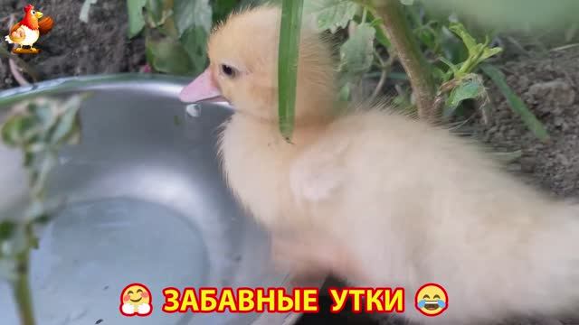 Забавные утки мускусные и пекинские на свободном выгуле ч.(93) ❣️🤗😂