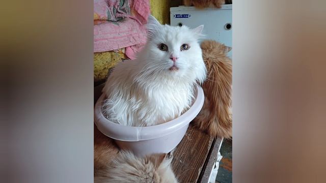 🐕🐕 пополнение в Крошавейнике 🐈🐈🐈 🆘