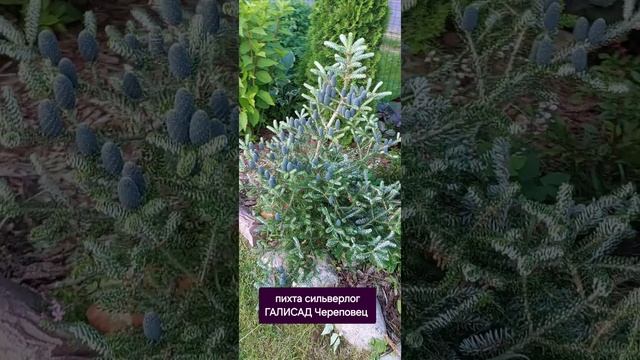 Пихта Сильберлог ГАЛИСАД ЧЕРЕПОВЕЦ