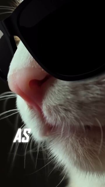 The Meowssion seems truly pawssible