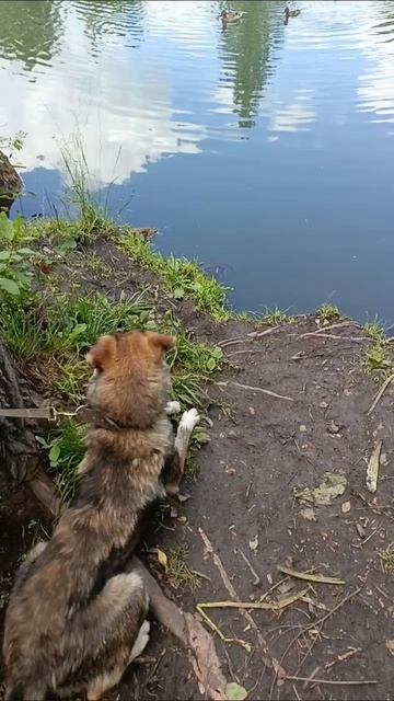 жадина)