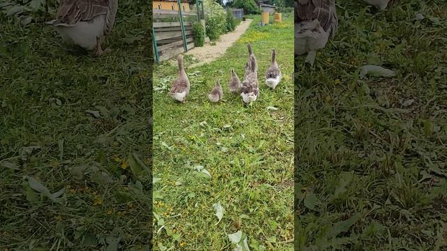 Гуси с дракончиками осваивают летний загон