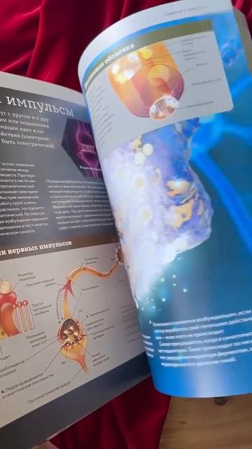 Анатомия человека. Визуальный гид по всем системам организма: норма и патологии