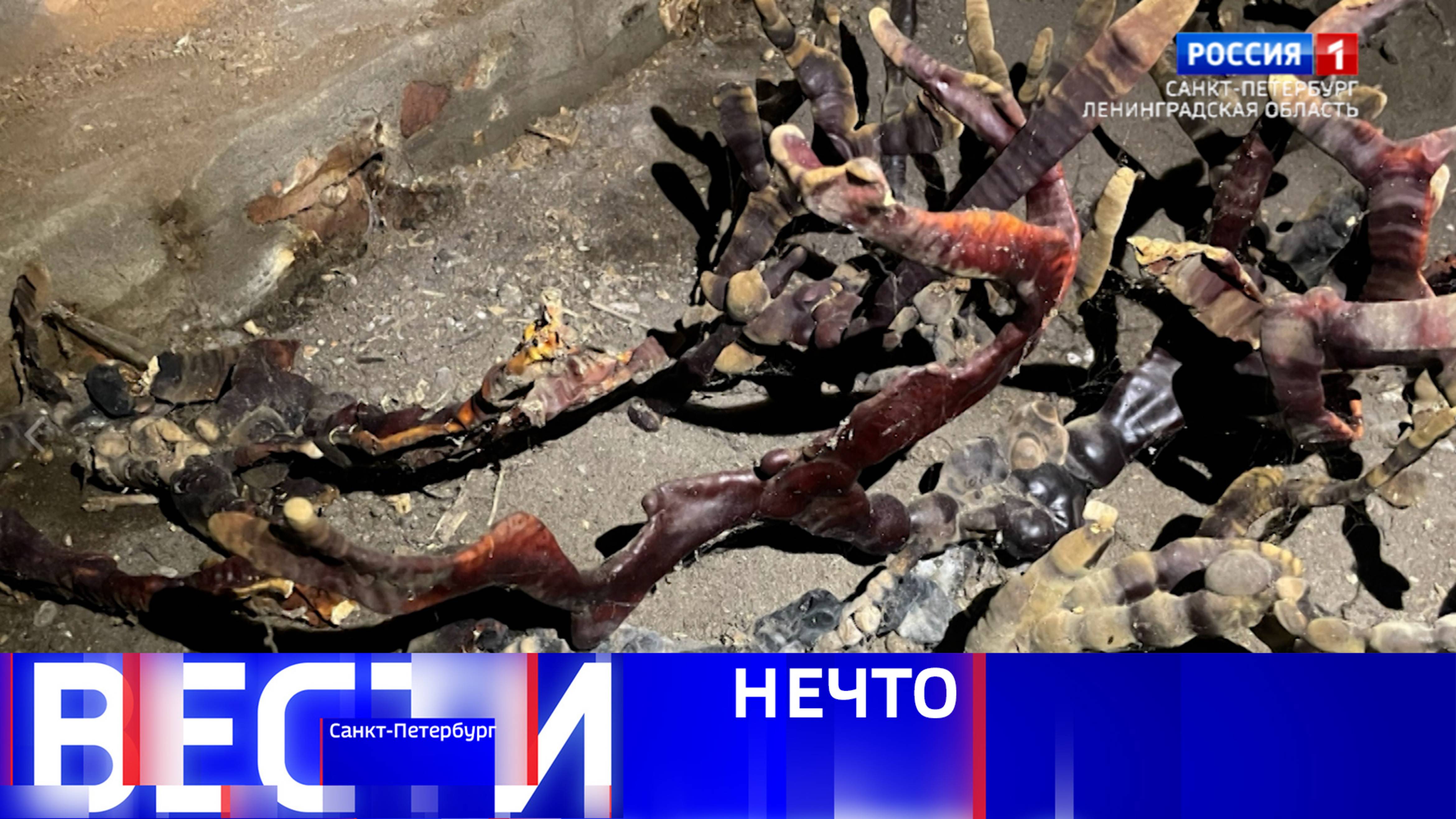 Вести Санкт-Петербург. Выпуск 11.30 от 25.06.2025