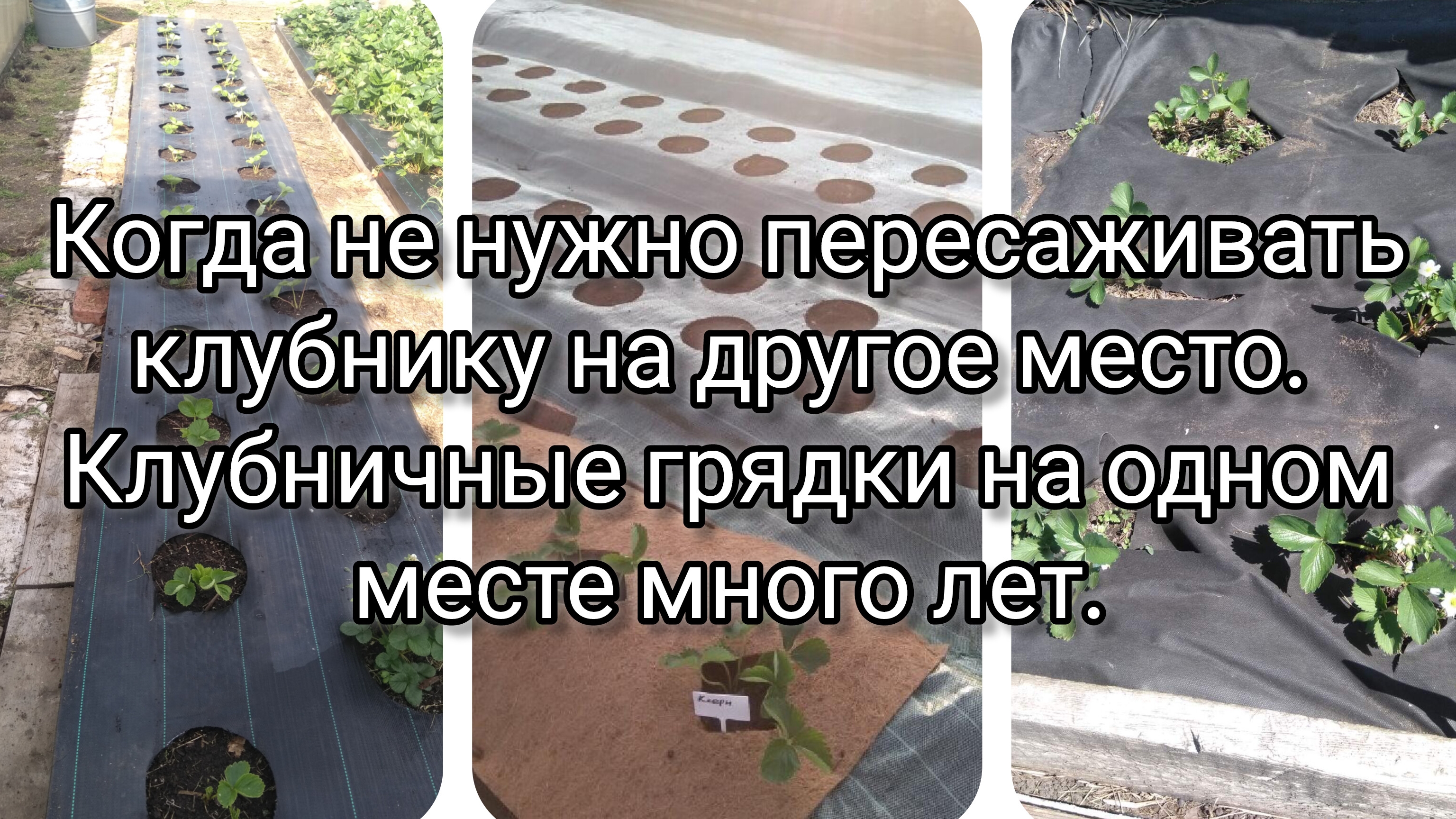Когда клубнику можно не пересаживать на другое место.