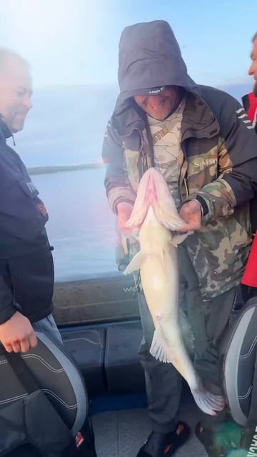 Трофеи наших гостей! #fishing #рекомендации #рыбалка #Zander #music