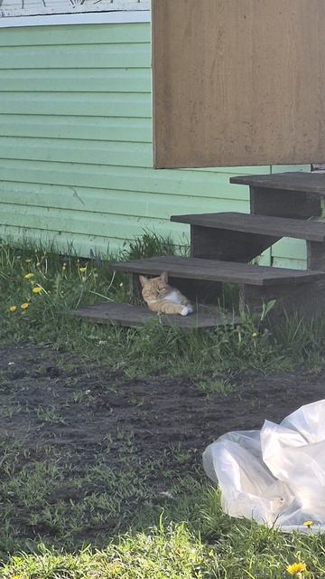 Просто царь