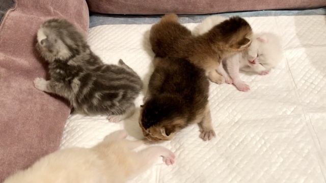 Котятам кошки Кайли 10 дней.