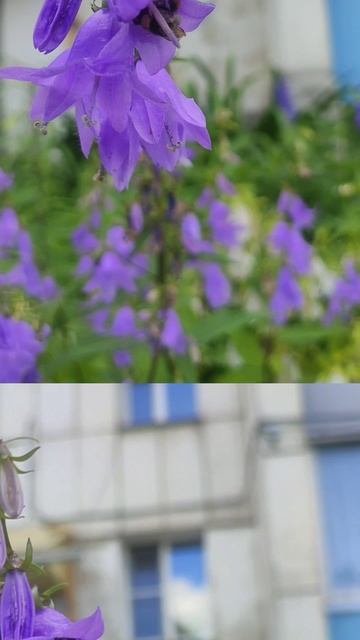 Шмелиная миссия: пыльца в полёте! 🌼🐝🍯#город #лето #цветы #насекомые #шмель #city #insects #insect