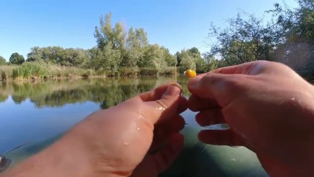Карпы дуреют и рвут крючки