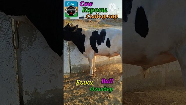 25-06-2025 Быки, Коровы, Телёнки