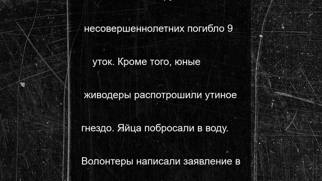 В Подмосковье подростки забили камнями утят в местном водоеме