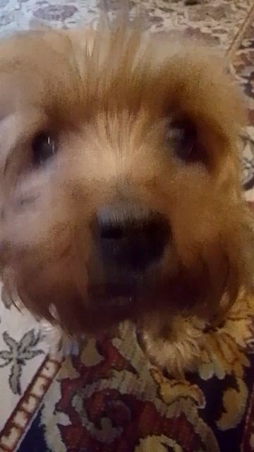 собака 🐕🦺