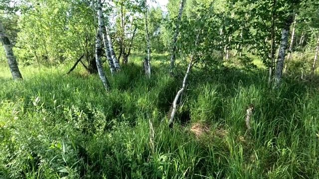 Медведь хочет кушать.