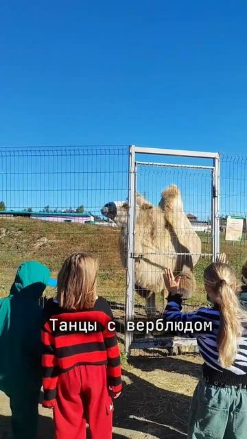 Экскурсия «В мире животных»