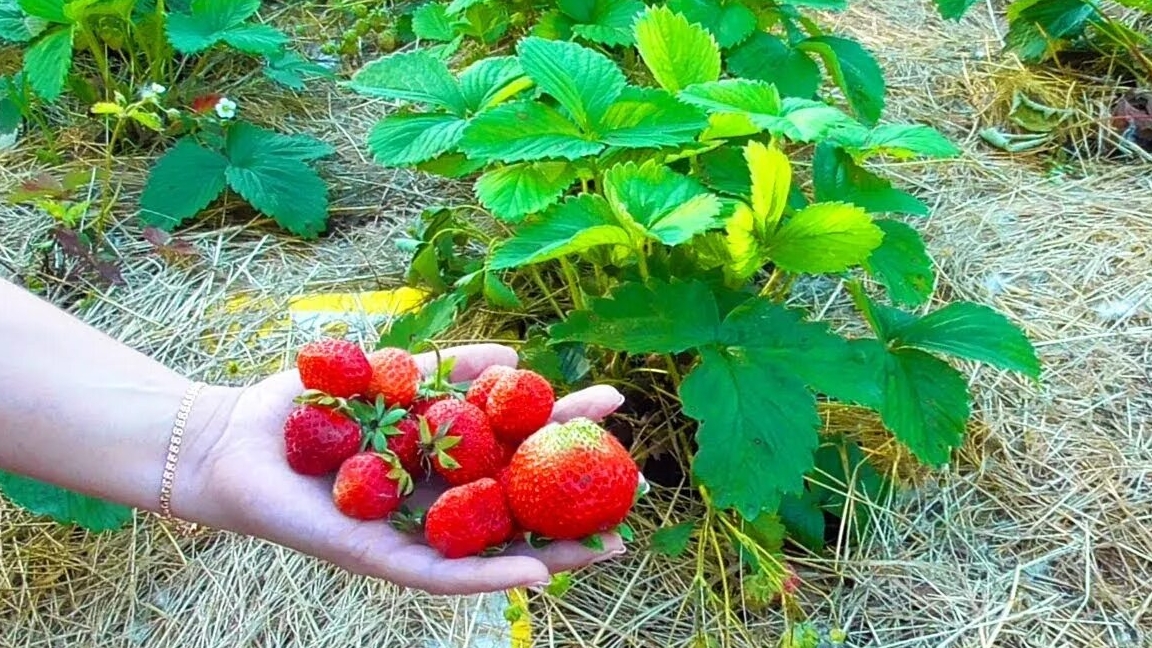 Клубника в июне, в большом количестве!  Повышение урожая!