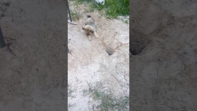 малышка развлекается)