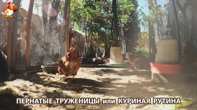 Куры несушки свободного выгула и их обычная куриная рутина – эпизод (483)