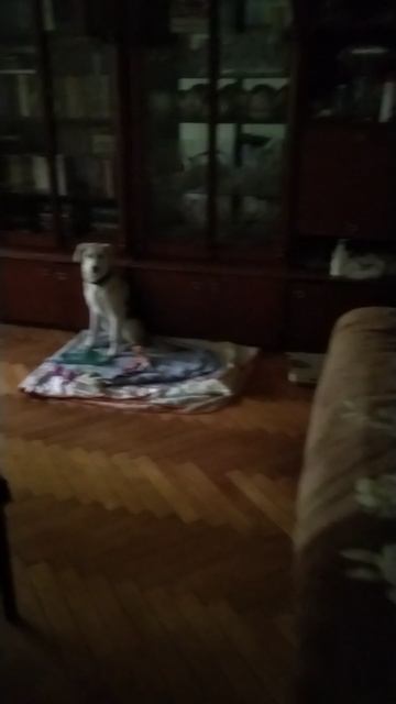 Собакена не обмануть)))