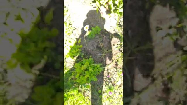 обзор на клумбу по меньше 🌷