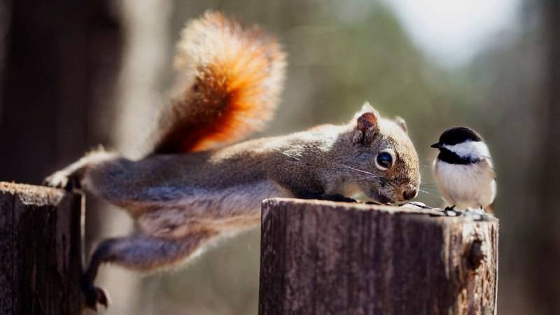 Видео для кошек, с которыми можно поиграть : птицы и белки🐿️🌰🌳