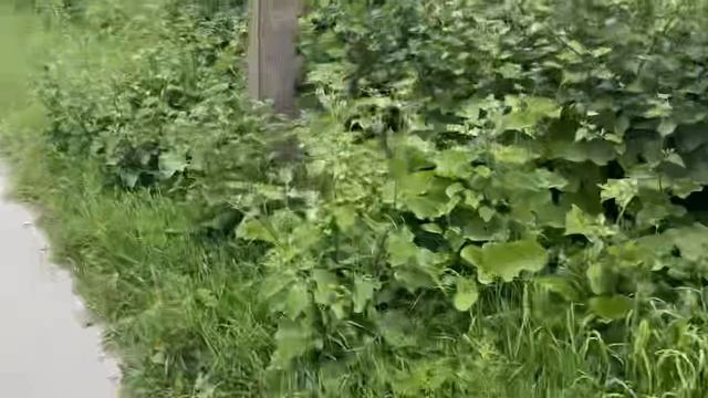 Туманное утро