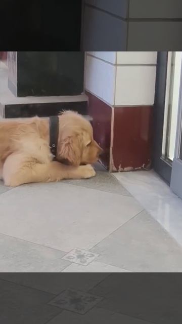 И потом доказывай, что это он сам залез😂