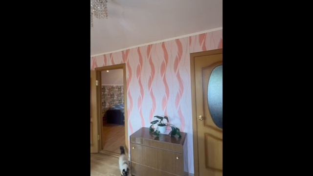 WhatsApp Video 2025-06-25 at 13.11.41
