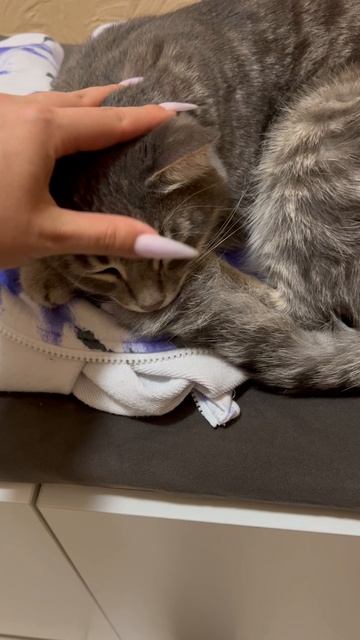 Милый котик 🐱