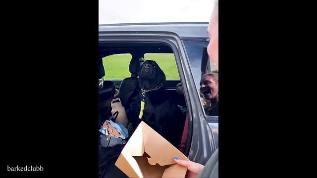ВИНОВАТАЯ СОБАКА ТОЧНО знает, Что Она Сделала, Самая смешная реакция СОБАКИ