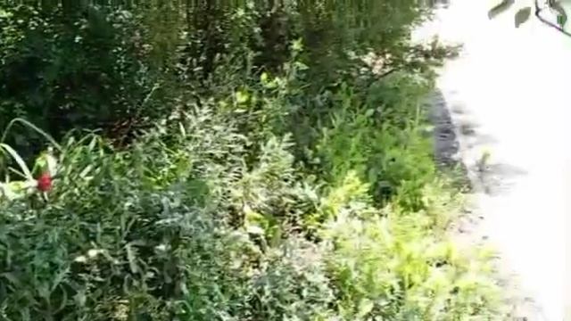 The best video 2025