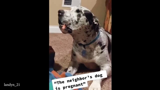 У этого немецкого дога Чувство юмора лучше чем у Тебя