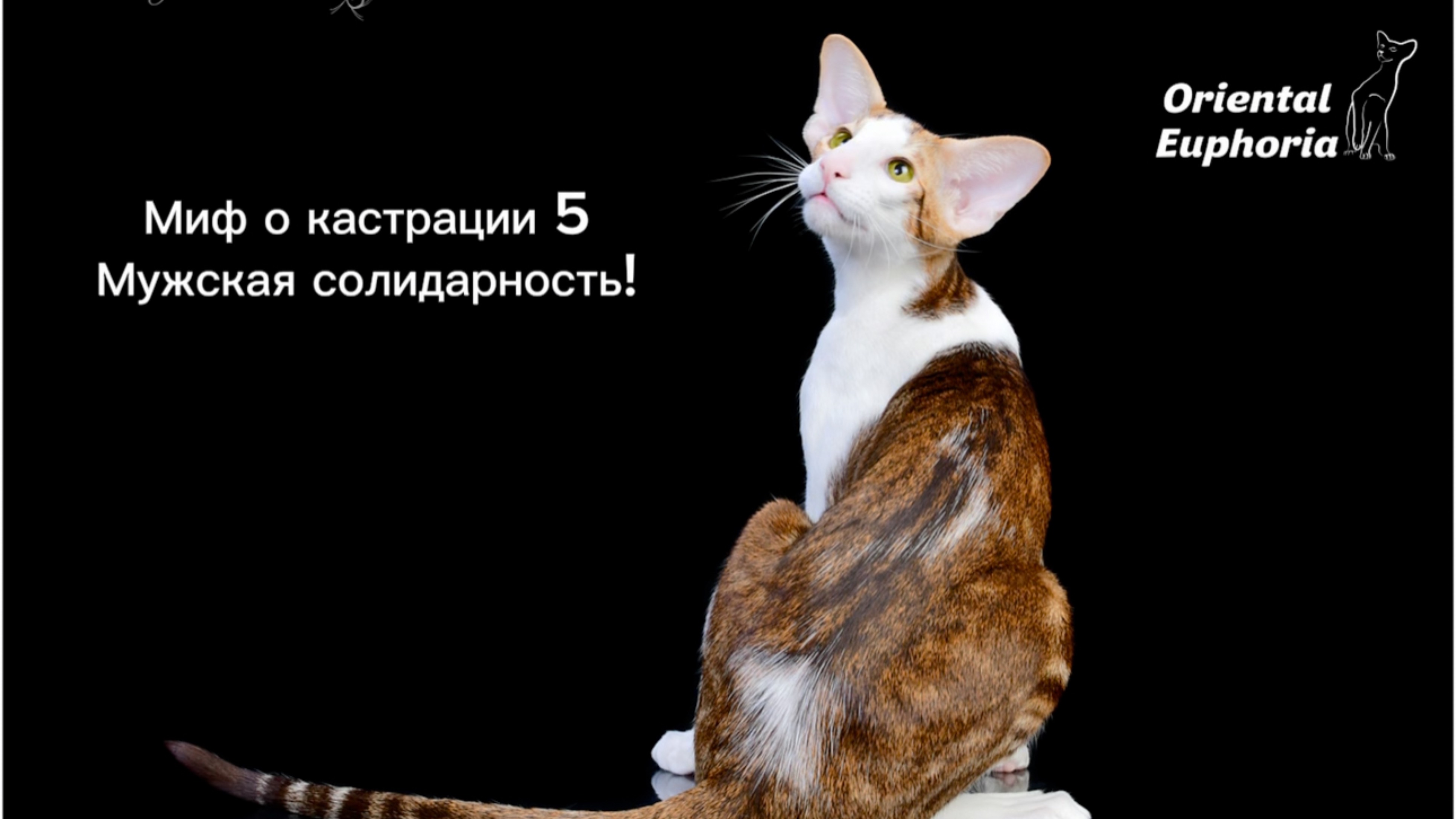 Миф о кастрации 5
Мужская солидарность