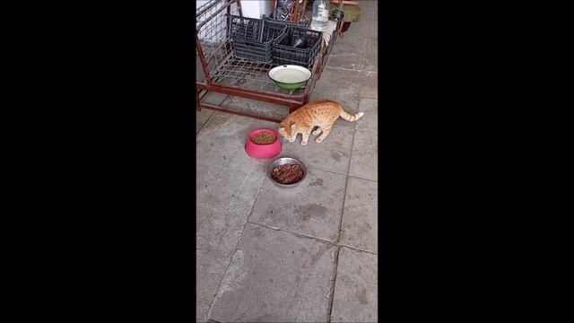 Собака. Кот. Том и Фокс